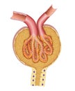 Nephron bowman`s capsule structure Royalty Free Stock Photo